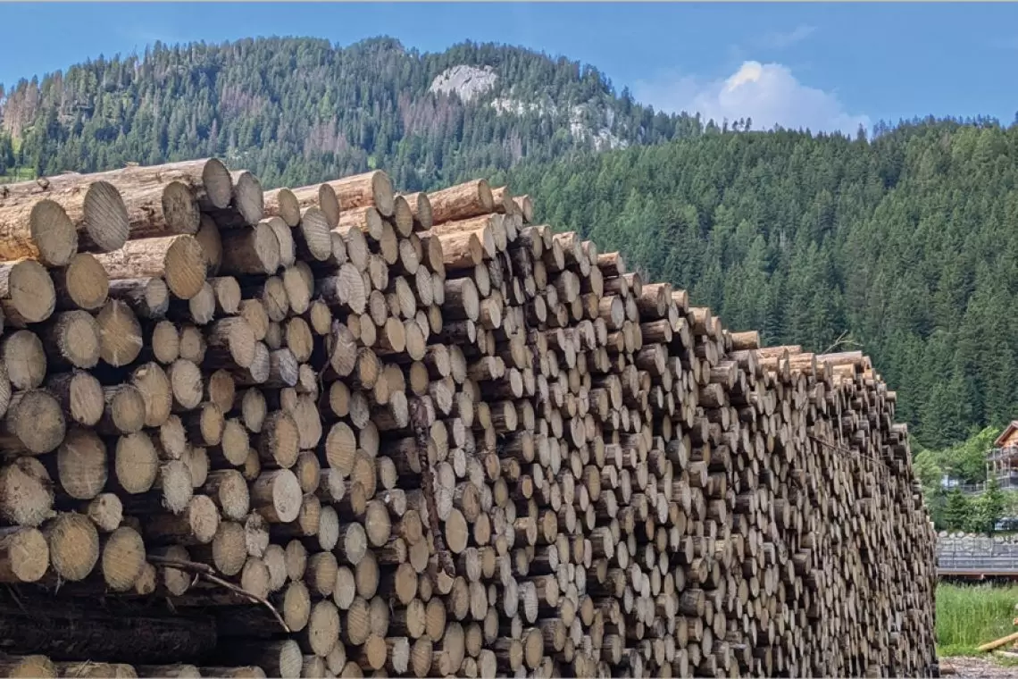 Assortimenti legnosi di piccolo diametro. Potenzialità del mercato e innovazione per le imprese di prima lavorazione